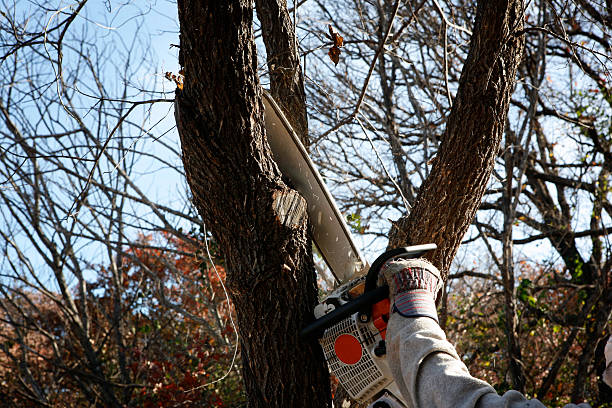 Best Tree Health Inspection  in Star Valley Ranch, WY