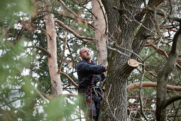 Best Storm Damage Tree Cleanup  in Star Valley Ranch, WY