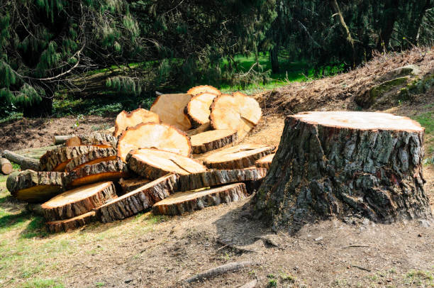 Best Aeration Services  in Star Valley Ranch, WY